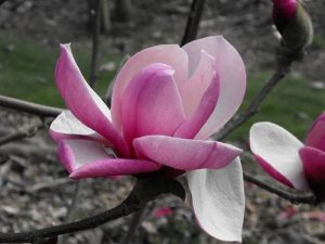 Magnolia Tikitere – Magnolia Grove